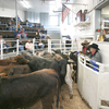 Auctioneer and Sulphur Springs Livestock Commission co-owner Joe Don Pogue sells a pen of Brangus cattle during the NETBIO pre-conditioned cattle sale last Friday.